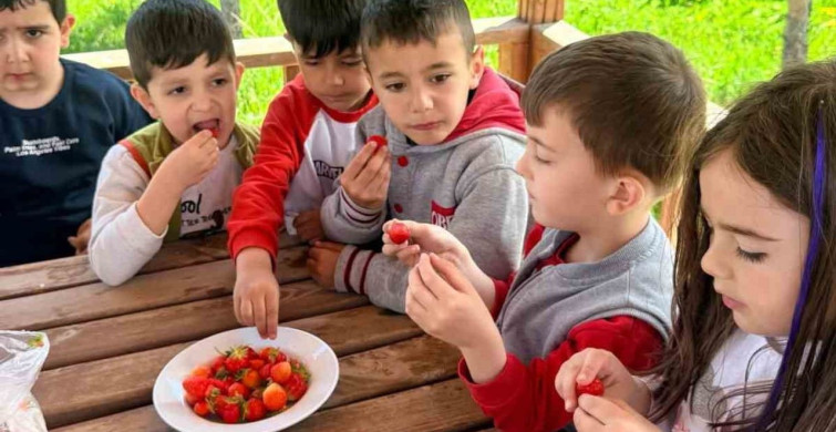 Çıldır Anaokulu'ndan Çilek Hasadı Projesi