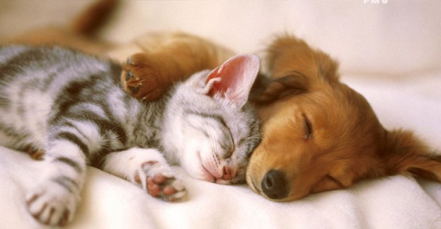 Çin'de Bir Şehirde Daha Kedi Ve Köpek Eti Tüketimi Yasaklandı
