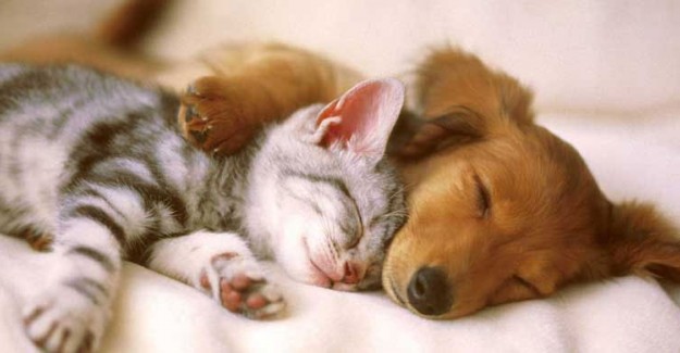 Çin’de Bulunan Şıncın Şehri Kedi Köpek Etini Yasakladı