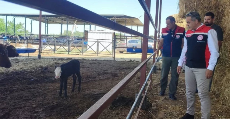 Çine'de kırsalda bereket projesi ile 30 baş etçi düve desteği sağlandı