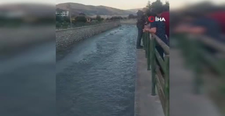 Çivril çayına düşen yavru kedi itfaiye ekipleri tarafından kurtarıldı