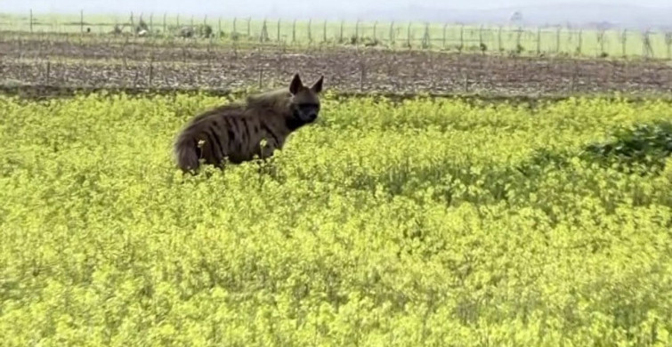 Çizgili Sırtlan Sarı Çiçekler Arasında Görüntülendi