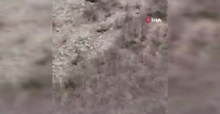 Çoban Köpeği ve Ayı Karşılaşması Gündemde