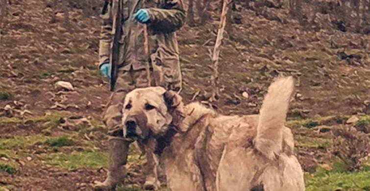 Çoban Köpekleri: Sürünün Sadık Koruyucuları