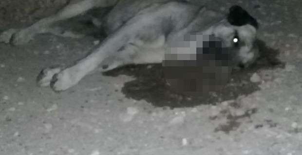Çok Sayıda Köpek Zehirlenerek Katledildi 