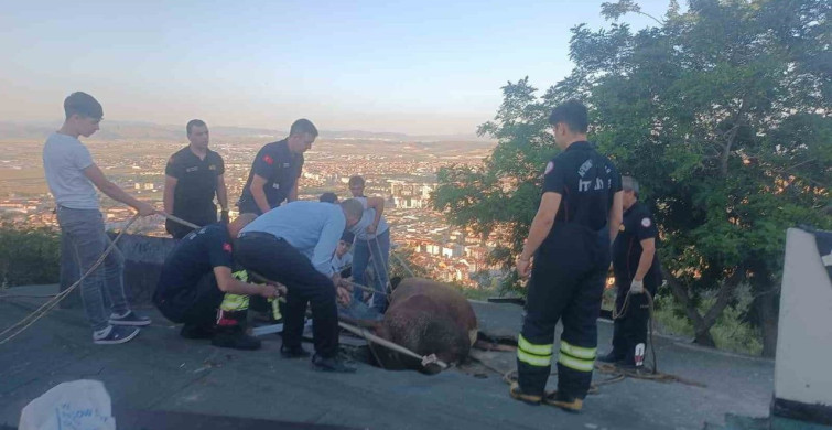 Çöken çatıda mahsur kalan inek itfaiye ekiplerince kurtarıldı
