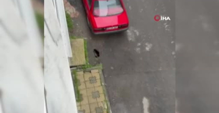 Çorlu'da Fare İstilası Üzerine Endişeler Artıyor