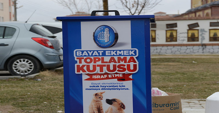 Çorum Belediyesi Hayvan Severleri Sevindirdi!