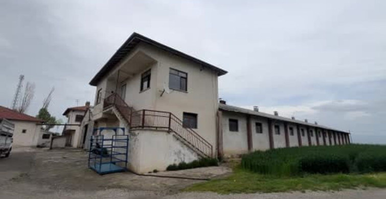 Çorum'da 650 Bin Liraya Satılık Genco: 1,2 Tonluk Kurbanlık Tosun