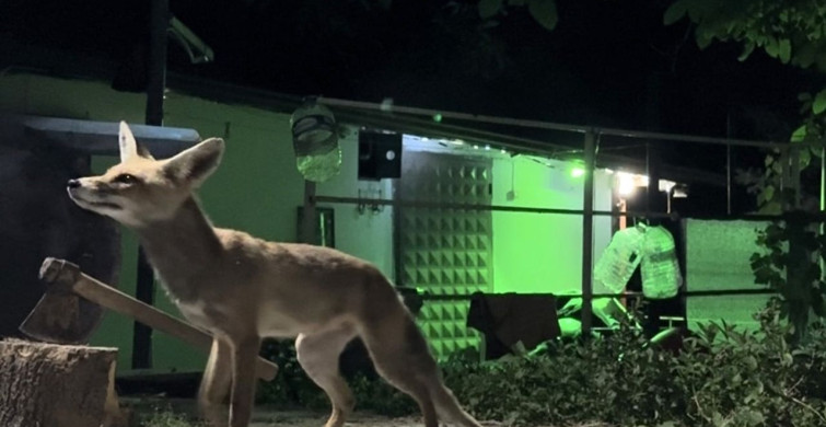 Çorum'da bir vatandaş bağ evinin bahçesindeki tilkiyi elleriyle besledi