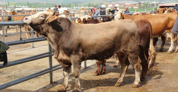 Çorum'da Kurban Bayramı İçin Hayvan Pazarı Hareketliliği