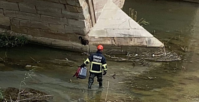 Çorum'da Nehre Düşen Kedi İtfaiye Ekiplerince Kurtarıldı