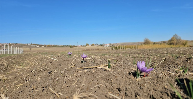 Çorum'da Safran Hasat Şenliği Düzenlendi
