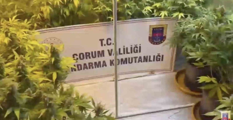 Çorum'da Uyuşturucu Operasyonları: 220 Şüpheli Yakalandı