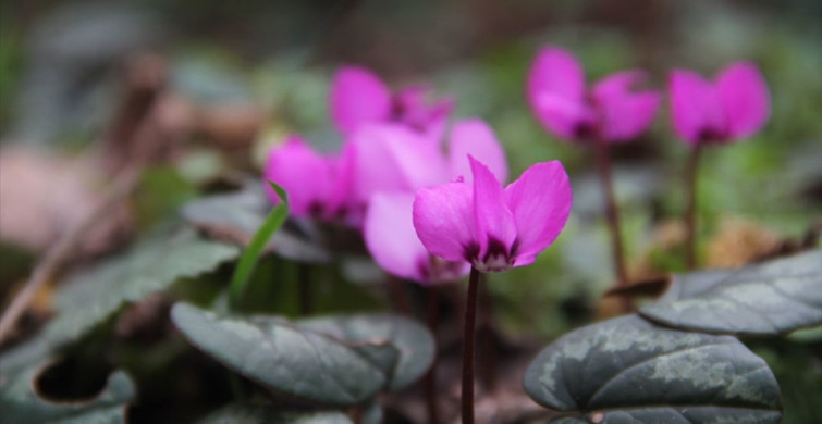 Çorum'da Yabani Sıklamenler Çiçek Açtı