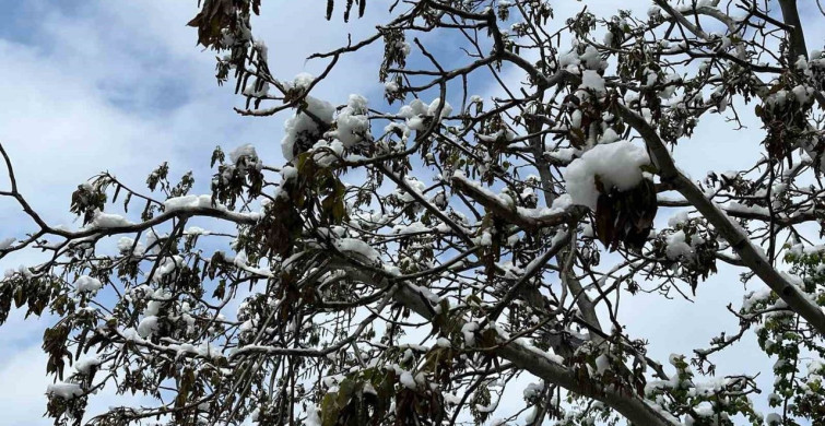 Çorum'da Zirai Don Tehlikesi Uyarısı