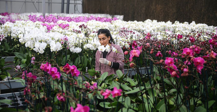 Çukurova'da Sevgililer Günü Çiçek Hazırlıkları