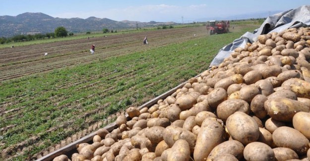 Cumhurbaşkanlığı Kararı ile Patateste Gümrük Vergisi Sıfırlandı