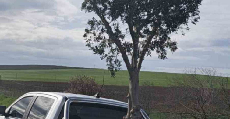 D100 Karayolunda Şaşırtan Zeytin Ağacı Taşıyan Pikap