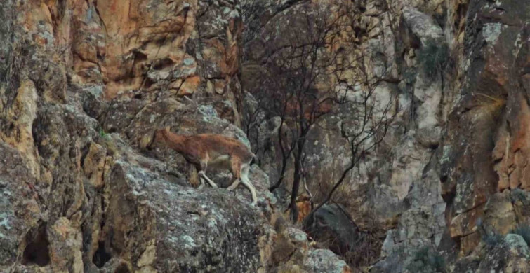 Dağ Keçileri Otoyol Kenarında Görüntülendi