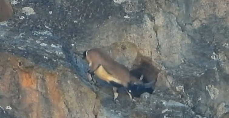 Dağ Keçisi Cesaretiyle Dikkat Çekti