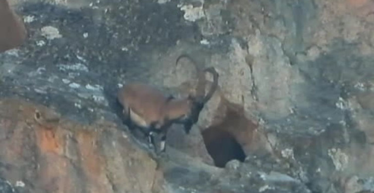 Dağ Keçisi Dar Mağaraya Girdi