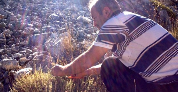 Dağlardan Kekik Toplayan Köylüler Kilosunu 50 Liradan Satıyor