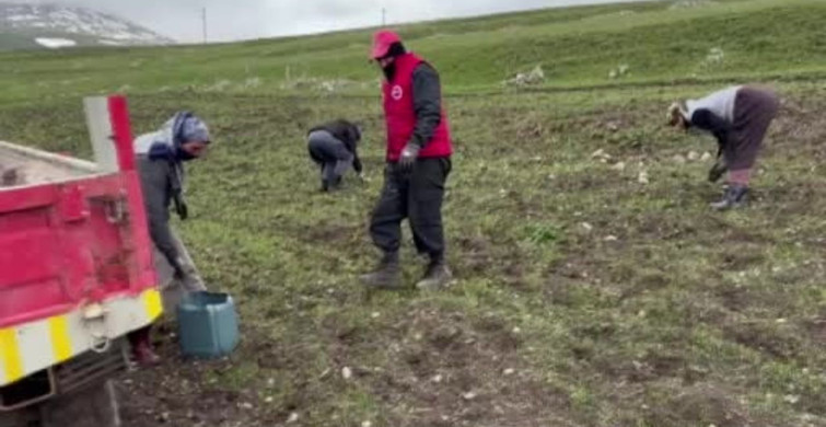 Damal'da Köylüler Ekime Hazırlanıyor