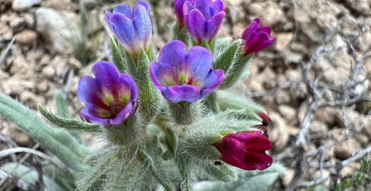 Darende Florası Projesi Saha Çalışması Tamamlandı