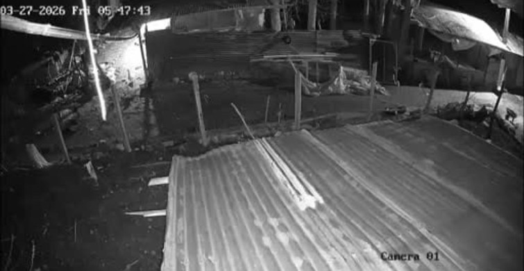 Darende'de Kümese Giren Kurt, Kazı Kaplanarak Kaçtı