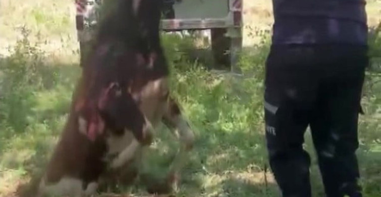 Definecilerin kazdığı çukura düşen boğa kepçeyle kurtarıldı