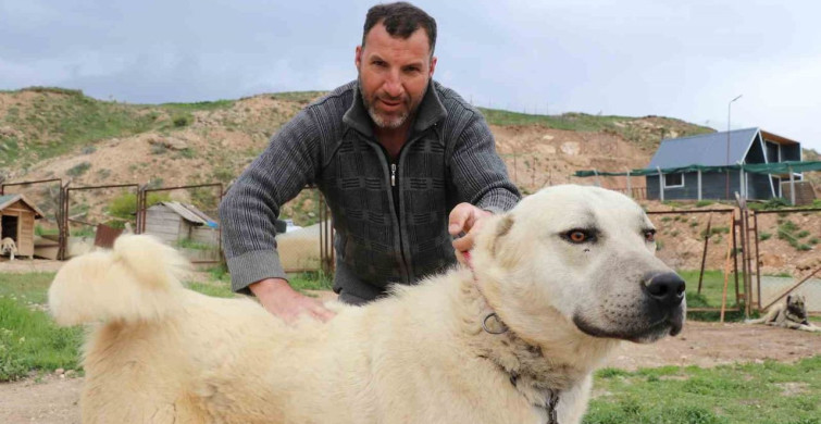Değişken Hava Koşulları Kangal Köpeklerini Etkiliyor