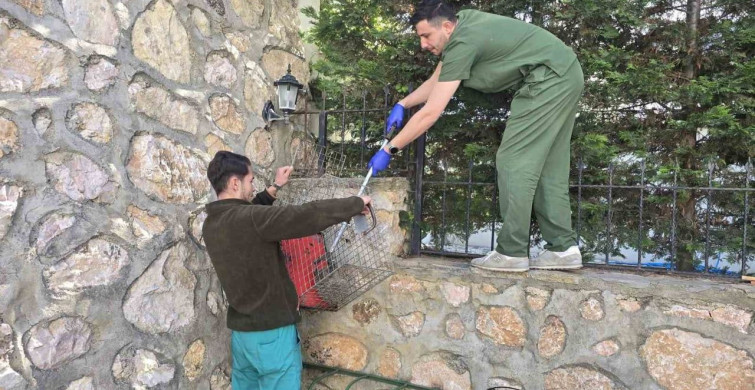 Demir korkuluklara takılan kirpi, tedavi altında