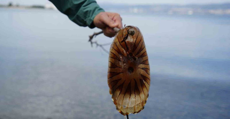 Denizde Pusula Denizanasına Dikkat