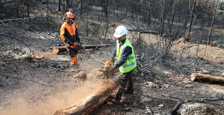Denizli ve Uşak'ta 20 Yılda 306 Milyon Fidan Dikildi
