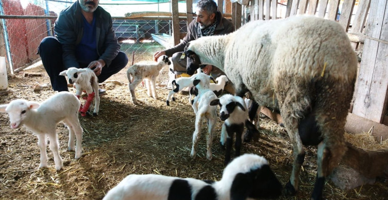 Denizli'de Bir Koyun 9 Kuzu Doğurdu
