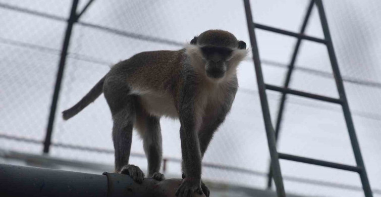 Denizli'de Firari Maymun İkinci Kez Yakalandı ve Koruma Altına Alındı