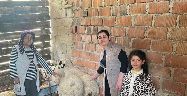 Denizli'de Hayvancılığa Destek: 43 Üreticiye Koyun ve Koç Desteği