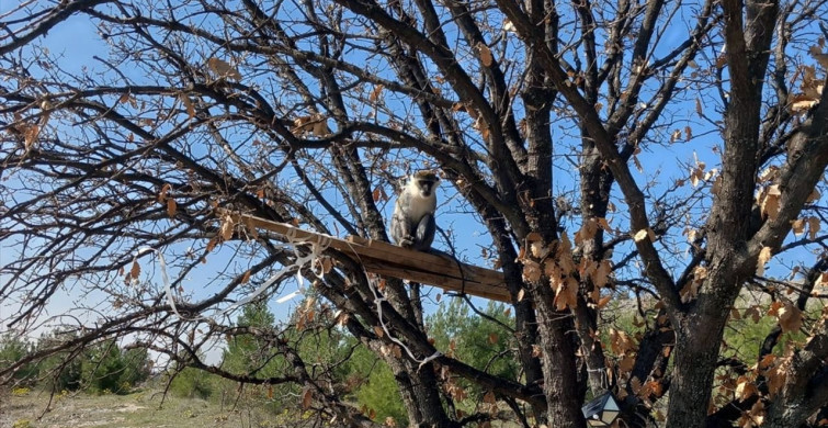 Denizli'de İkinci Maymun Koruma Altında