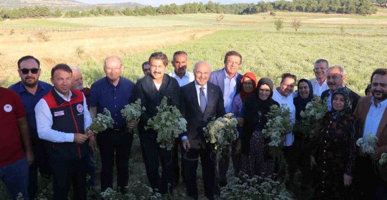 Denizli'de kekik hasat töreni gerçekleştirildi