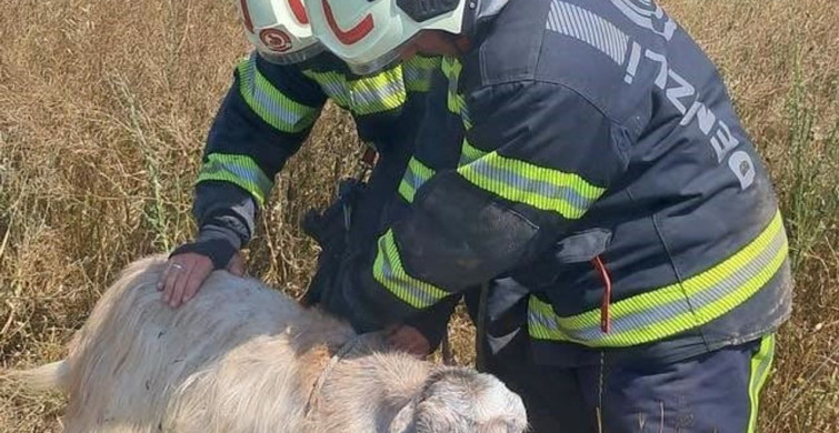 Denizli'de kuyuya düşen koyunları itfaiye kurtardı