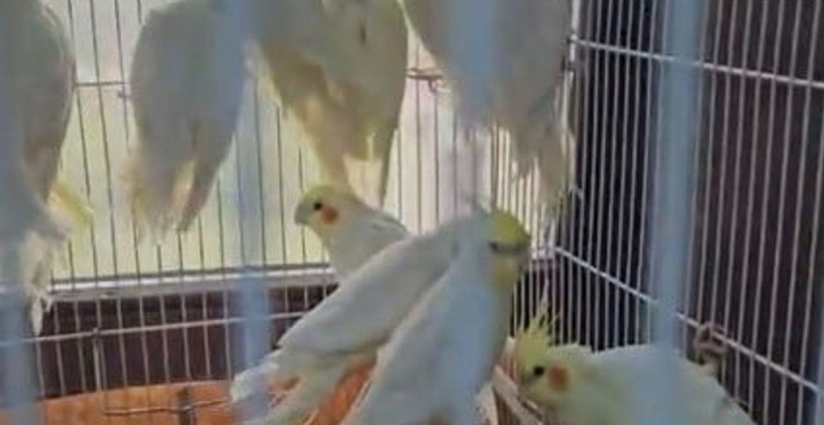 Denizli'de Petshop Denetimlerinde 164 Hayvana El Konuldu