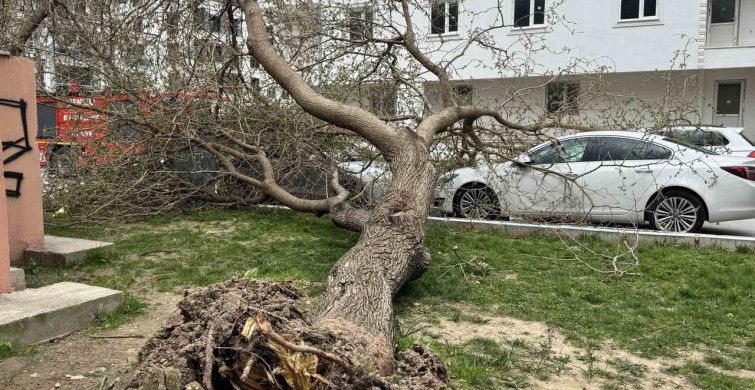 Denizli'de Şiddetli Rüzgar Hayatı Olumsuz Etkiledi