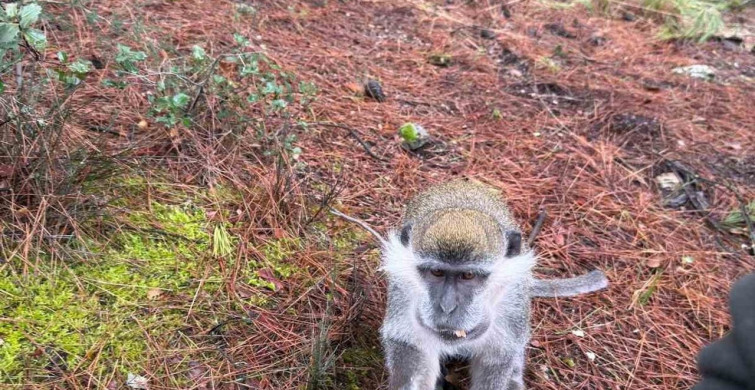 Denizli'deki Firari Maymunların Gizemi Ortaya Çıktı