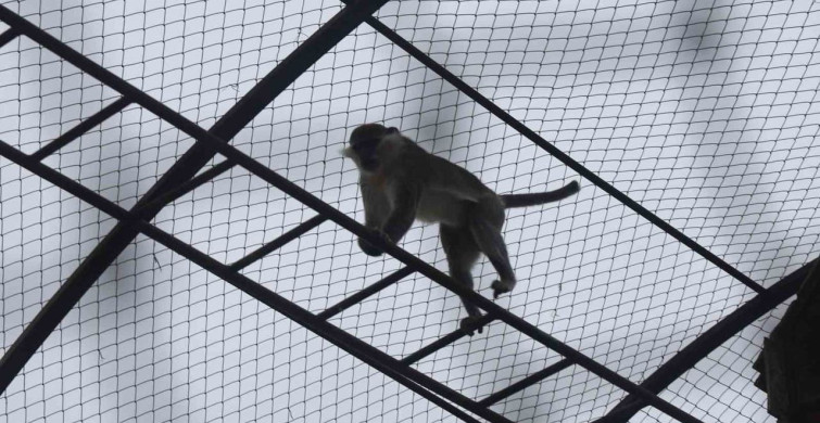 Denizli'den Konya'ya Göç Eden Örümcek Maymunu