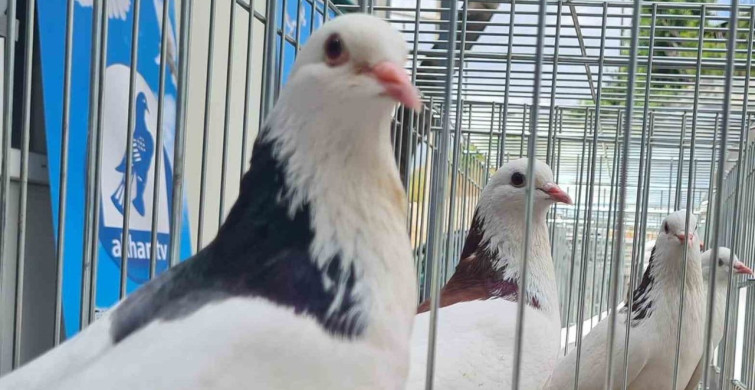 Denizli'nin Tarihi Dolapçı Güvercinleri Podyumda