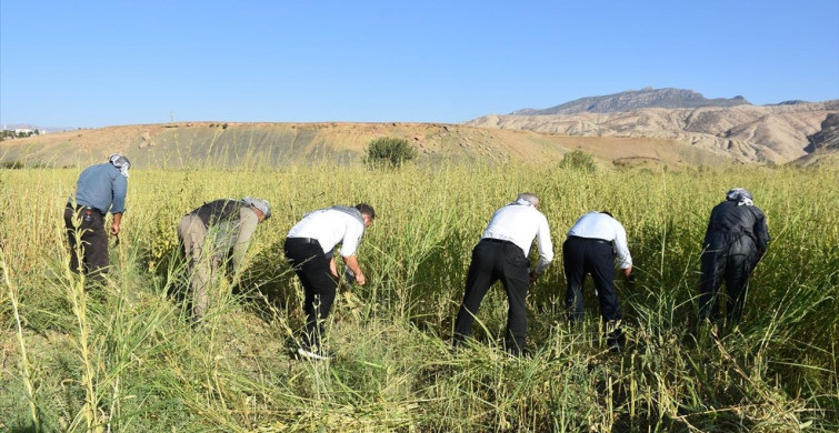 Dergul Tahini Tescillendi, Şırnak'ta Susam Üretimi Artıyor
