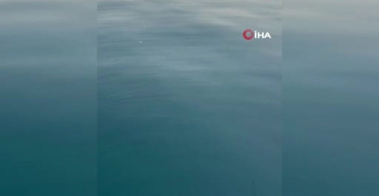 Dev Kuzu Balığı Antalya'da Yakalandı