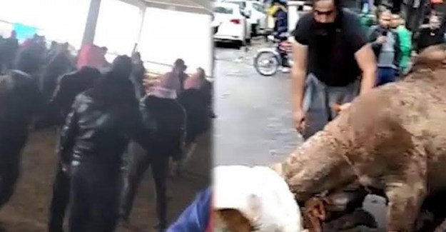 Deve Kesen Iraklı Kasap Bu Kez Hayvan Borsasında Esnafla Kavga Etti
