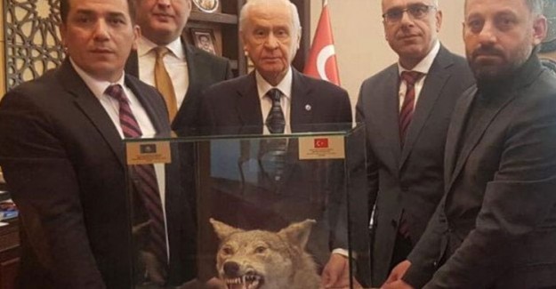 Devlet Bahçeli'ye Doldurulmuş Kurt Kafası Hediye Edildi